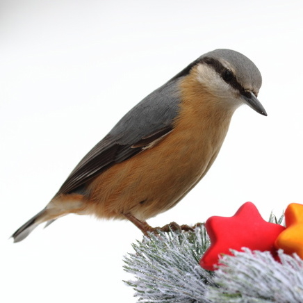 Vogelpfeife Kleiber