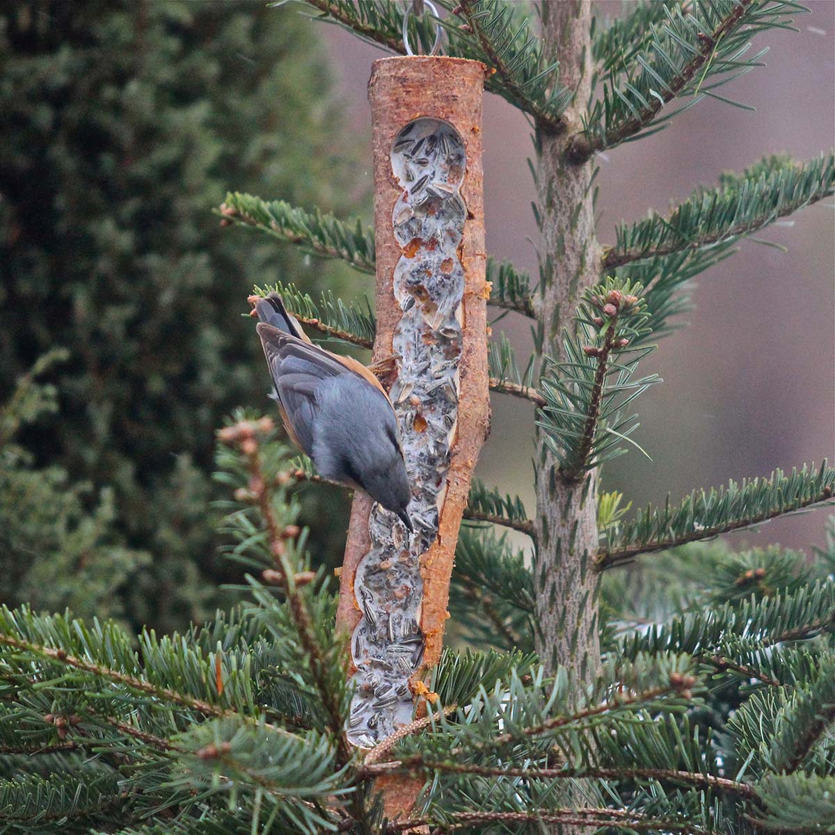 Rindertalg Block 12,5 kg zur Vogelfütterung