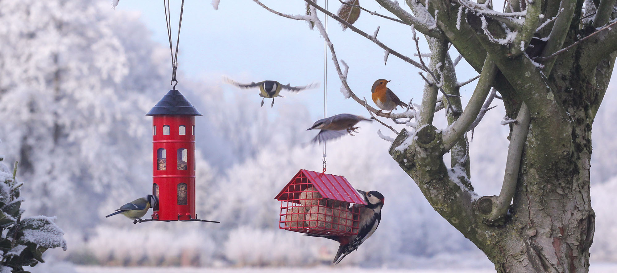 Vögel füttern im Winter