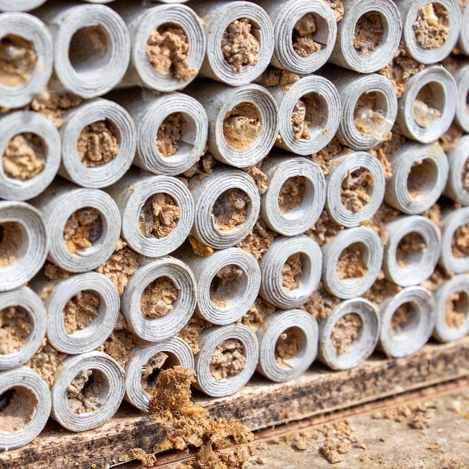Pappröhrchen für Insektenhotel 6 mm 100 Stück