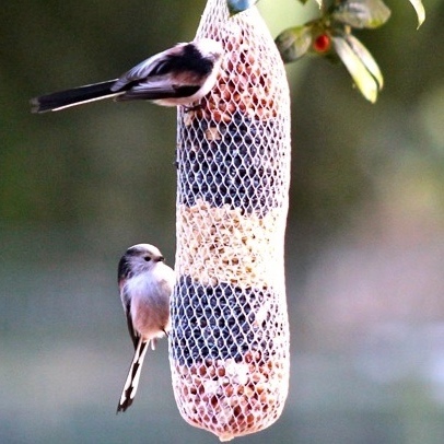 15 Pfiffikus Maxi-Vogelfutterstangen im SPARPAKET