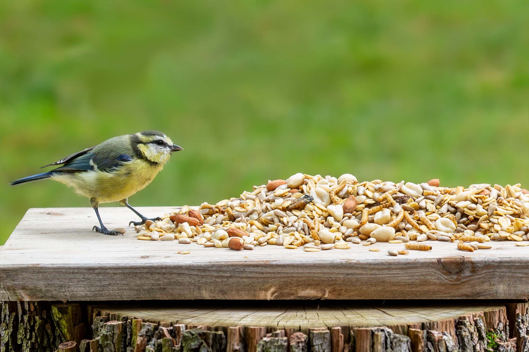 Loses Vogelfutter