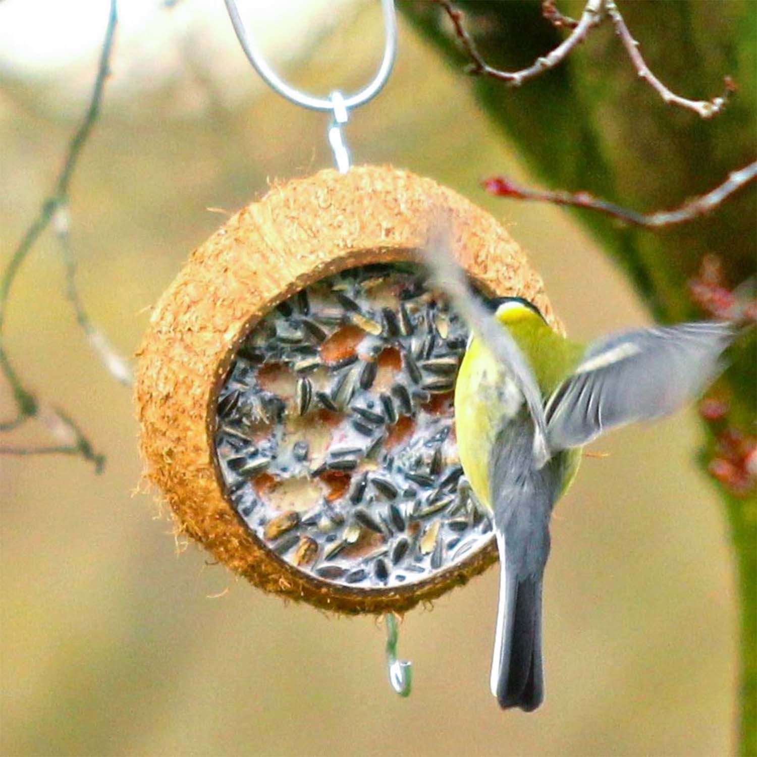 SPARPAKET 12 X 500g Rindertalg reines Fettfutter zur Vogelfütterung