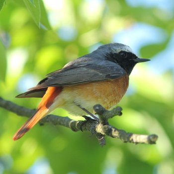 Vogelpfeife Gartenrotschwanz