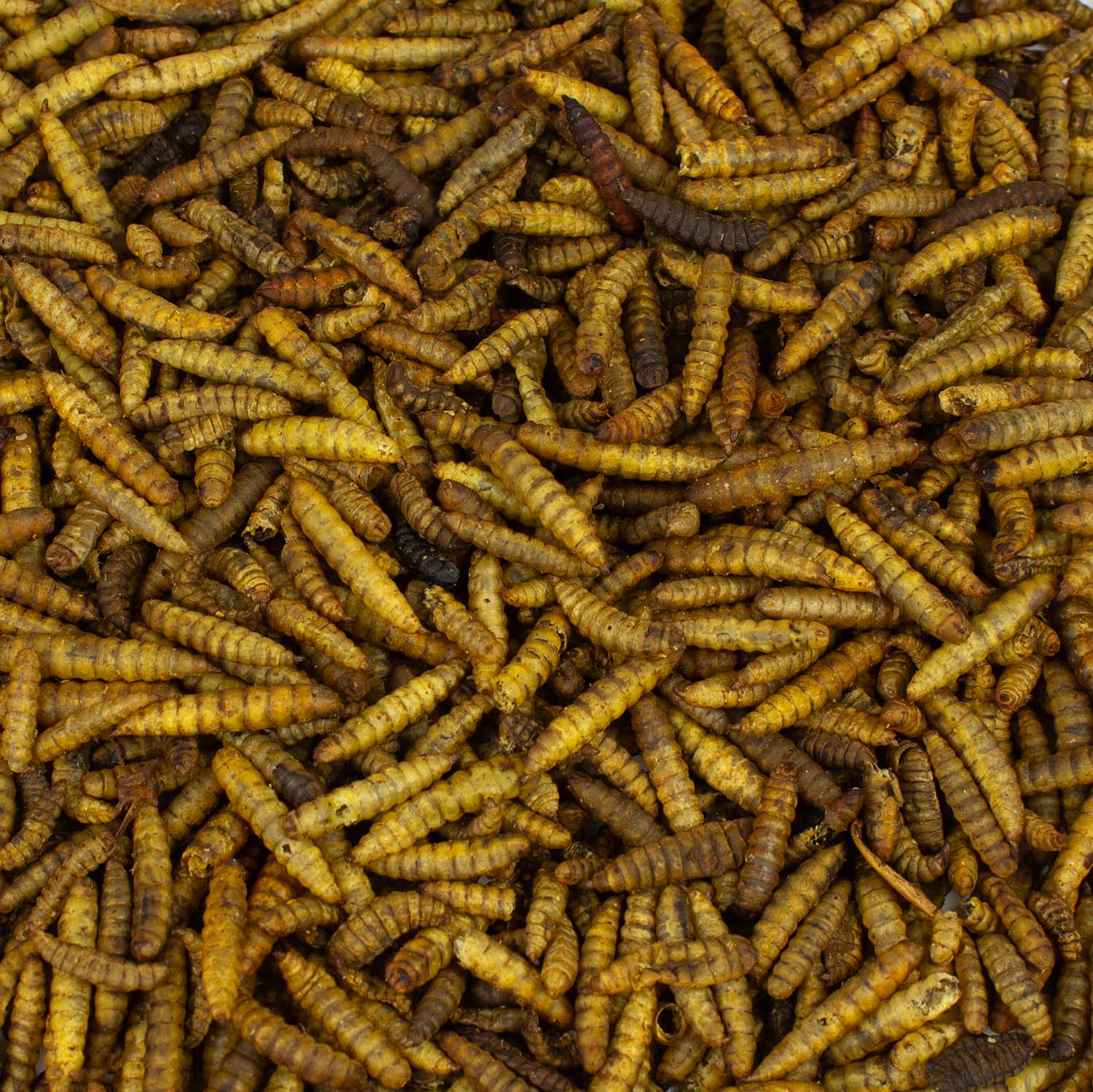 Soldatenfliegenlarven 1 kg