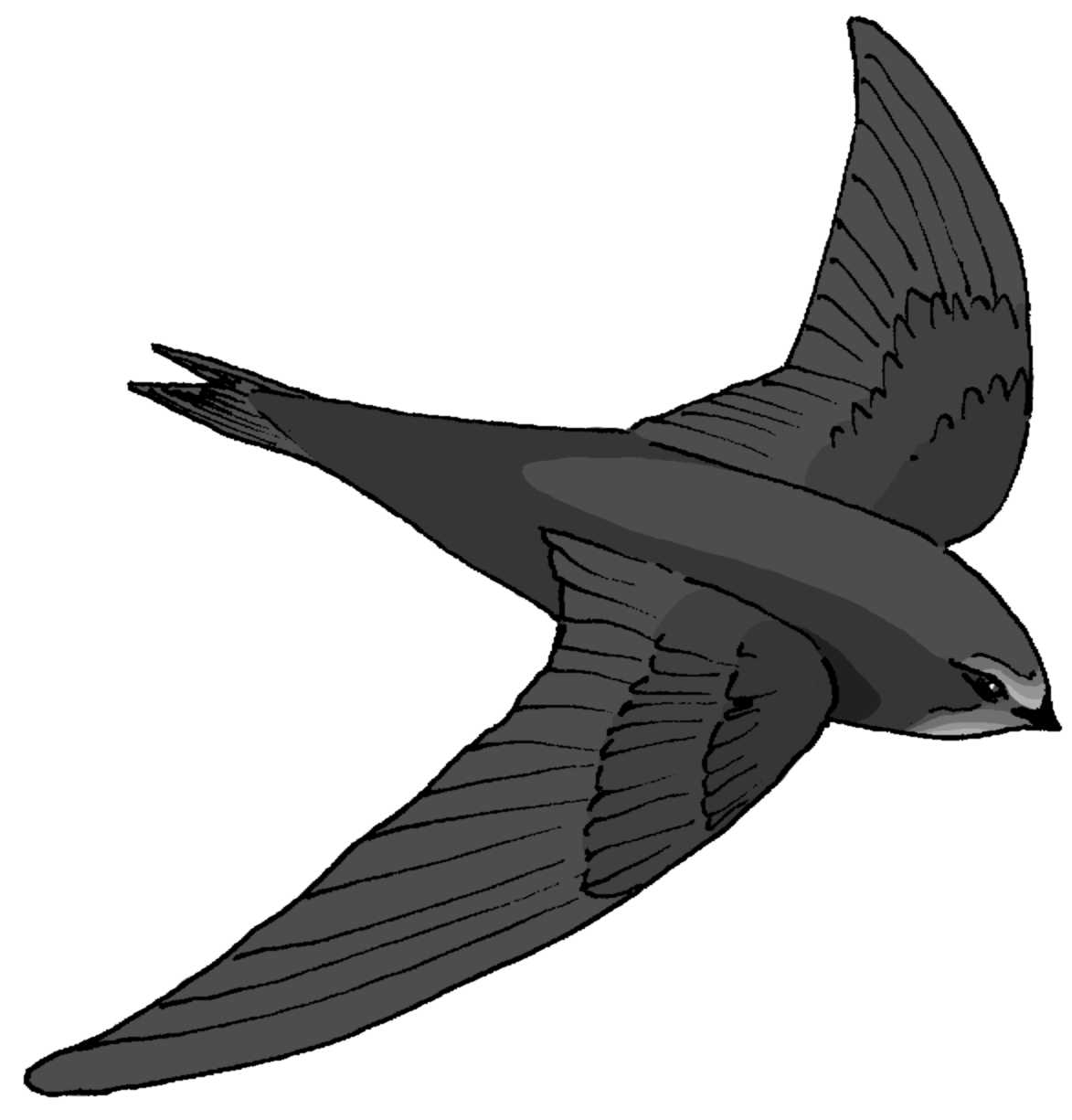 Schwegler Mauerseglerkasten Nr. 17B 1-fach
