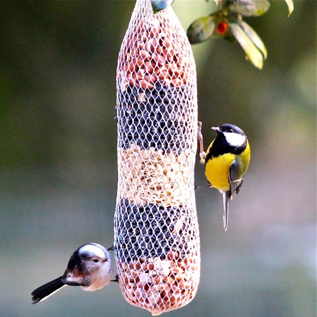 15 Pfiffikus Maxi-Vogelfutterstangen im SPARPAKET