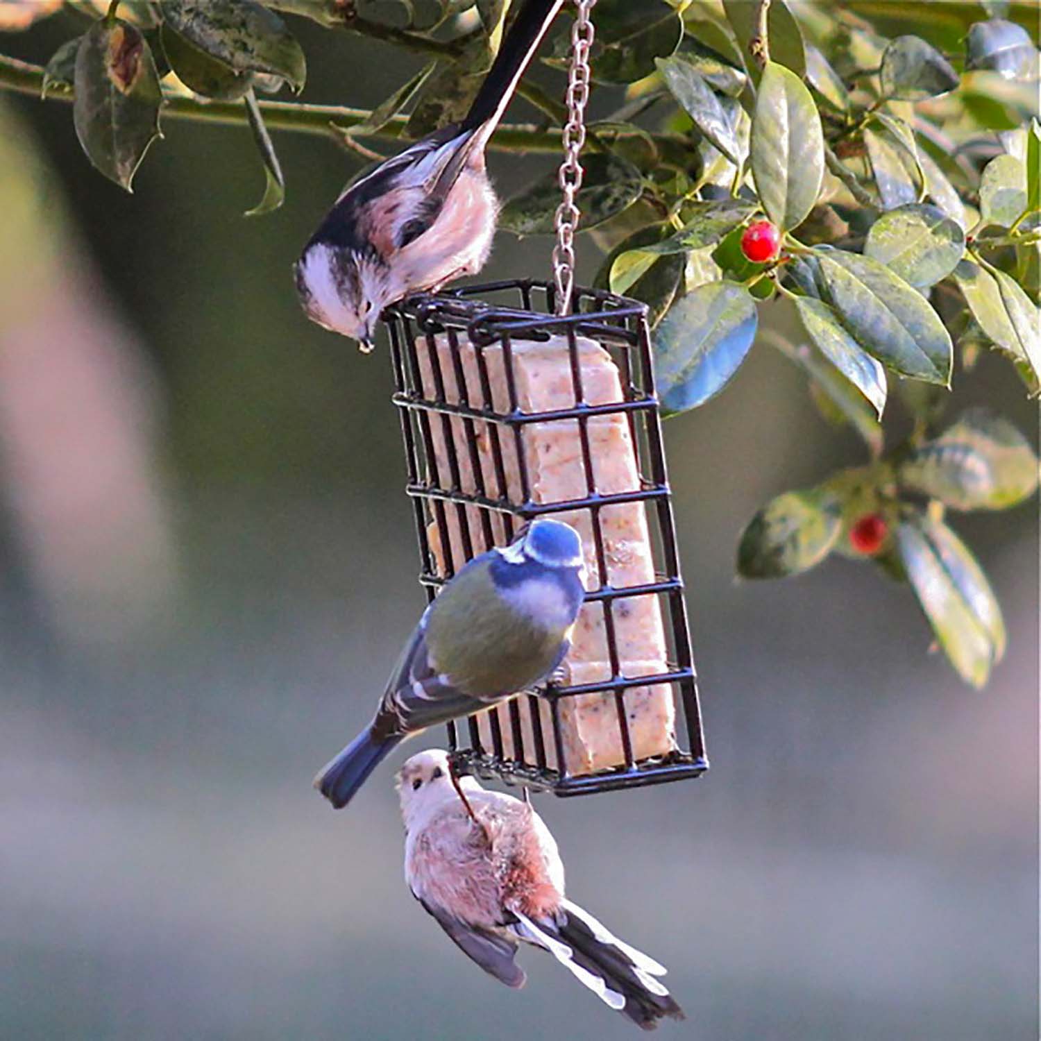 Pfiffikus Vogel-Buffet 300g Insekten-Energiekuchen