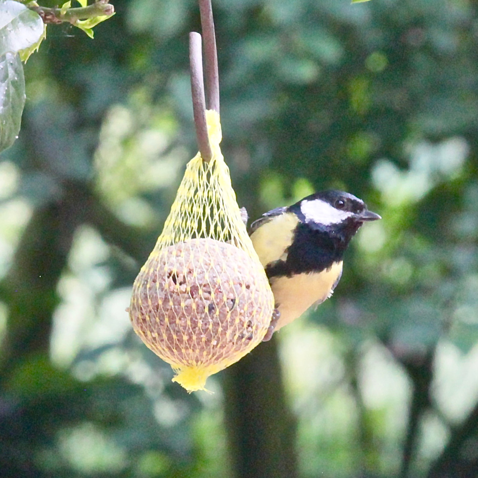 50 Meisenknödel mit Beeren und Insekten MIT NETZ